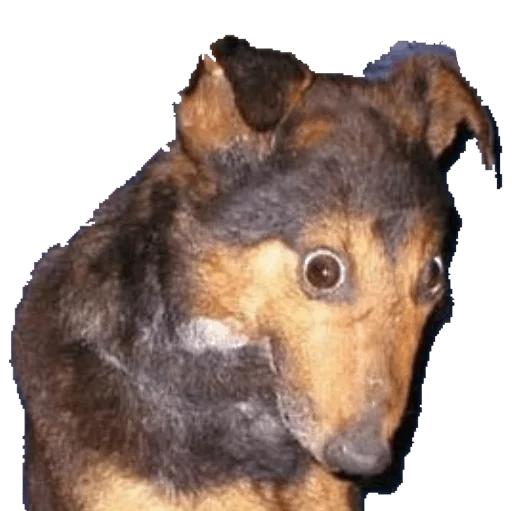 🐺 Стикер «taxiderm» для Telegram