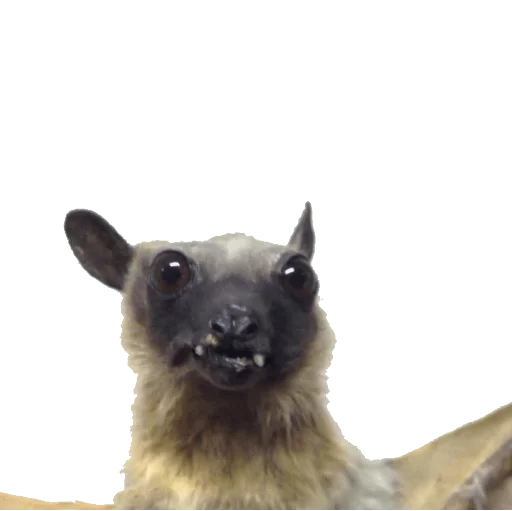 👹 Стикер «taxiderm» для Telegram