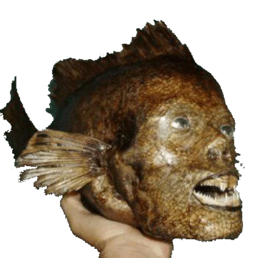 🐲 Стикер «taxiderm» для Telegram