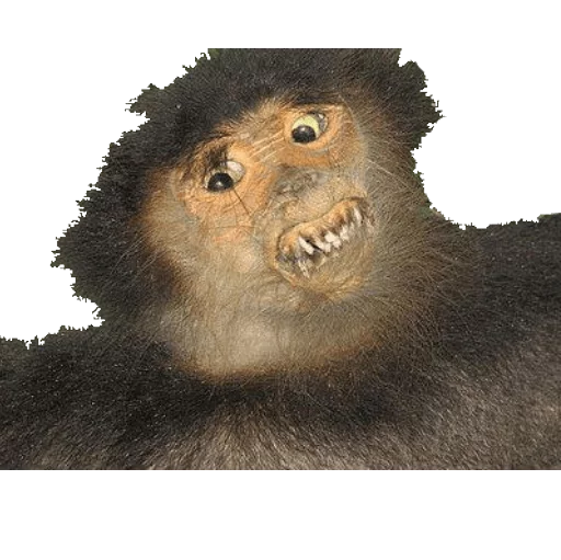🐵 Стикер «taxiderm» для Telegram