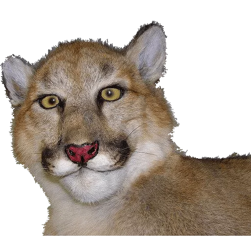 🐱 Стикер «taxiderm» для Telegram