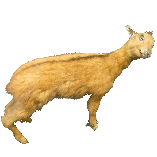 🐏 Стикер «taxiderm» для Telegram