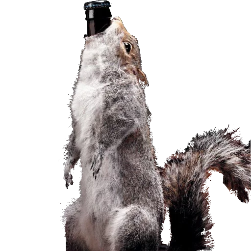 🍼 Стикер «taxiderm» для Telegram