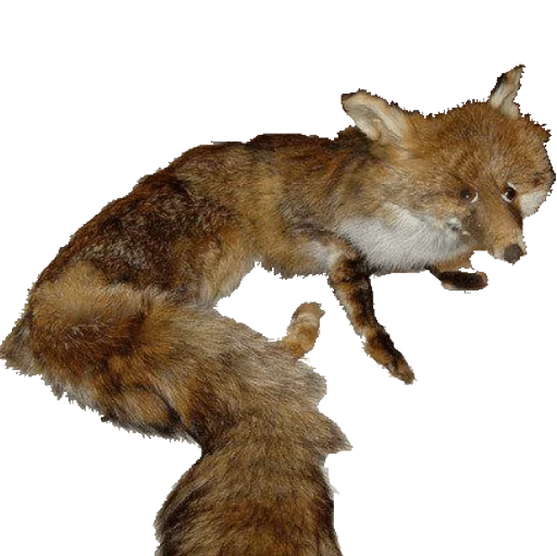 🐺 Стикер «taxiderm» для Telegram
