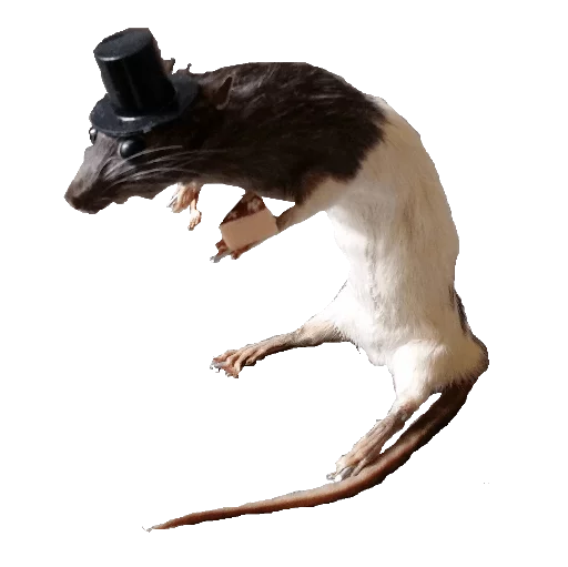🐁 Стикер «taxiderm» для Telegram
