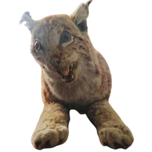 Стикерпак Taxidermy для Telegram — скачать