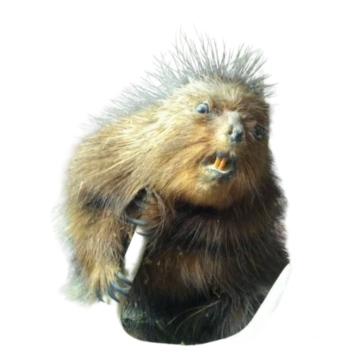 😠 Стикер «Taxidermy» для Telegram