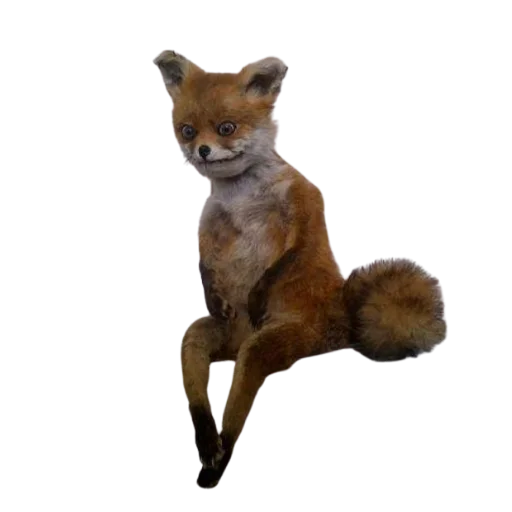 😟 Стикер «Taxidermy» для Telegram