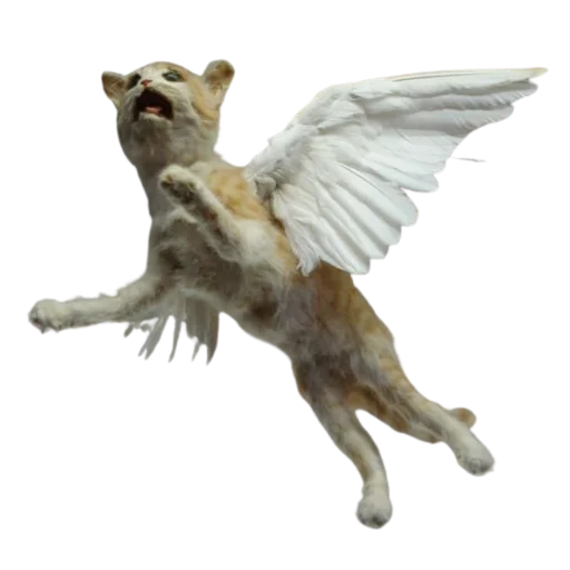 😇 Стикер «Taxidermy» для Telegram