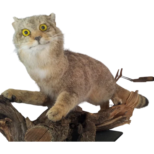 😐 Стикер «Taxidermy» для Telegram