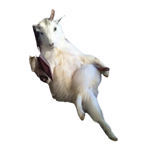 😌 Стикер «Taxidermy» для Telegram
