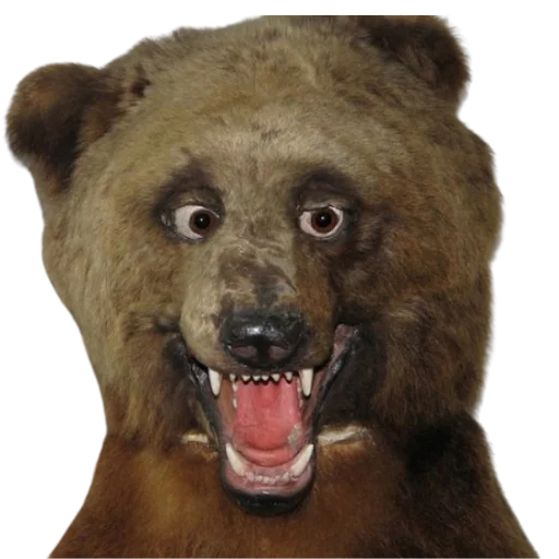 😛 Стикер «Taxidermy» для Telegram