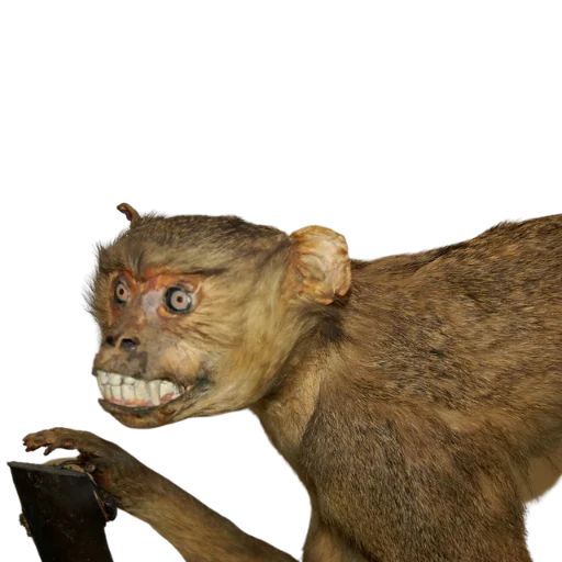 🐵 Стикер «Taxidermy» для Telegram