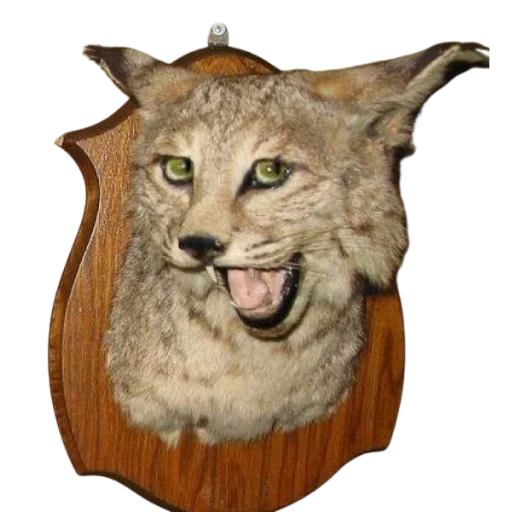 😜 Стикер «Taxidermy» для Telegram