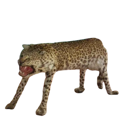 😒 Стикер «Taxidermy» для Telegram