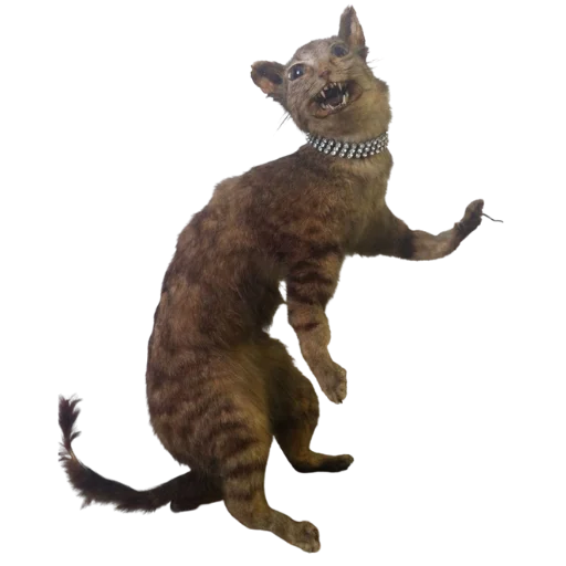 😦 Стикер «Taxidermy» для Telegram