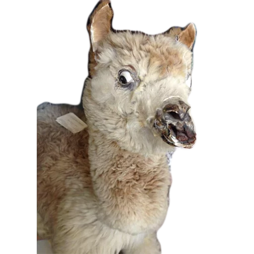 🙄 Стикер «Texiderpy!» для Telegram