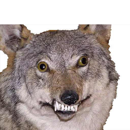 😁 Стикер «Texiderpy!» для Telegram