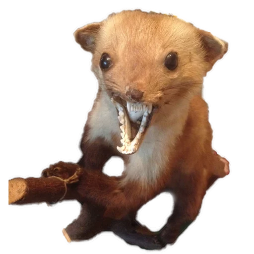 😂 Стикер «Texiderpy!» для Telegram