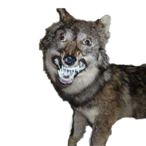 😁 Стикер «Texiderpy!» для Telegram
