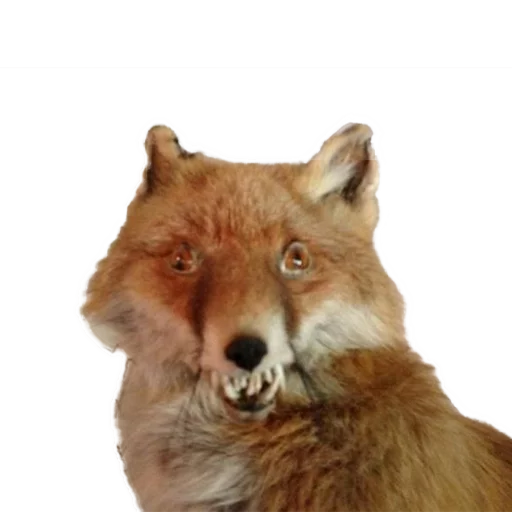 🙁 Стикер «Texiderpy!» для Telegram