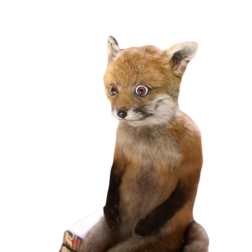 😩 Стикер «Texiderpy!» для Telegram