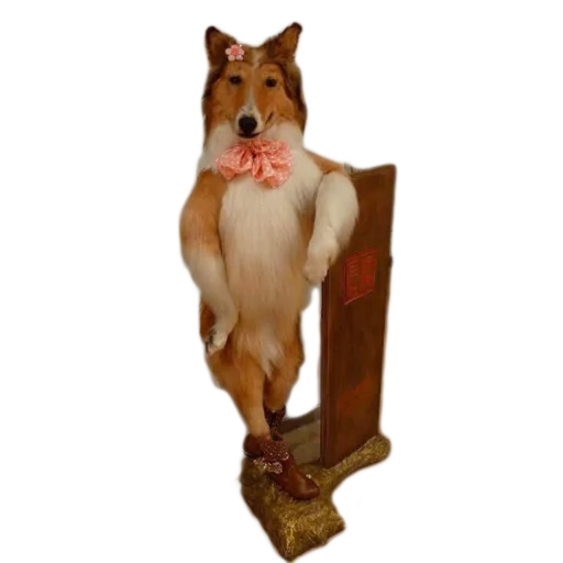 🚶‍♀️ Стикер «Texiderpy!» для Telegram
