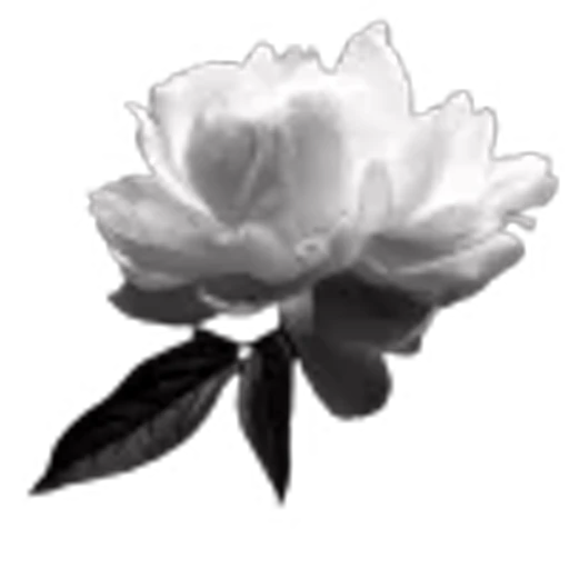 🌟 Эмодзи «ᴛᴇᴀʀs ᴏꜰ ᴅʀᴇᴀᴍs» для Telegram