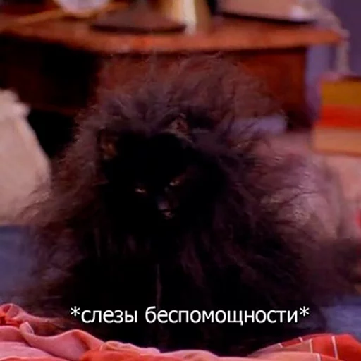 Стикерпак Cat Salem для Telegram