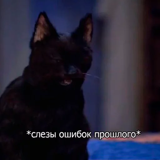 😱 Стикер «Cat Salem» для Telegram