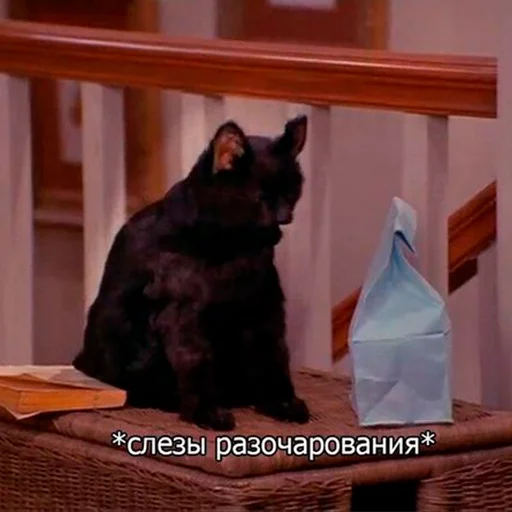 😣 Стикер «Cat Salem» для Telegram