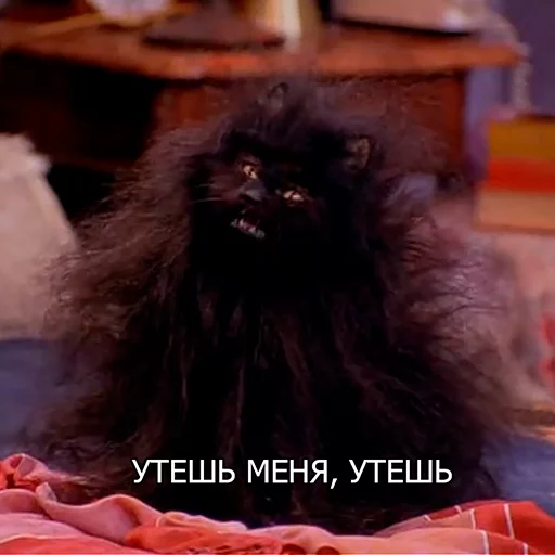😔 Стикер «Cat Salem» для Telegram