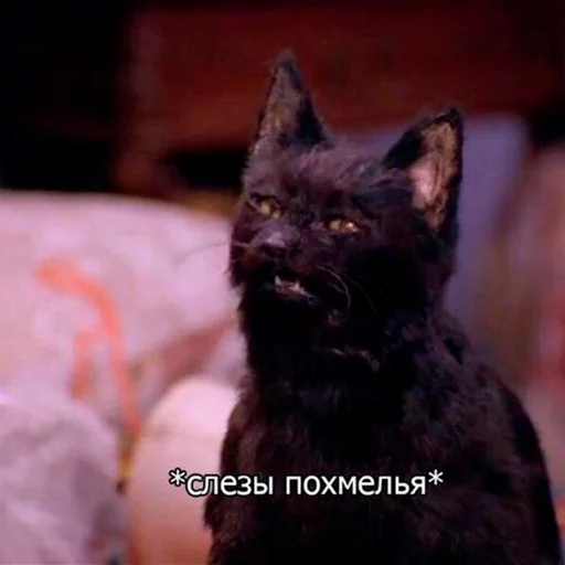 😳 Стикер «Cat Salem» для Telegram
