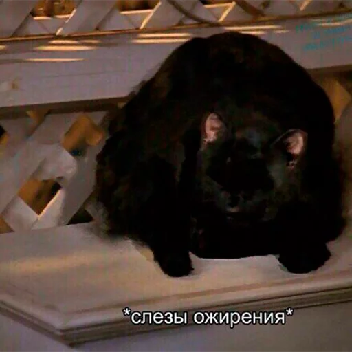🎃 Стикер «Cat Salem» для Telegram
