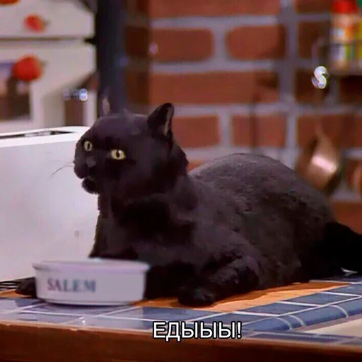 🍔 Стикер «Cat Salem» для Telegram