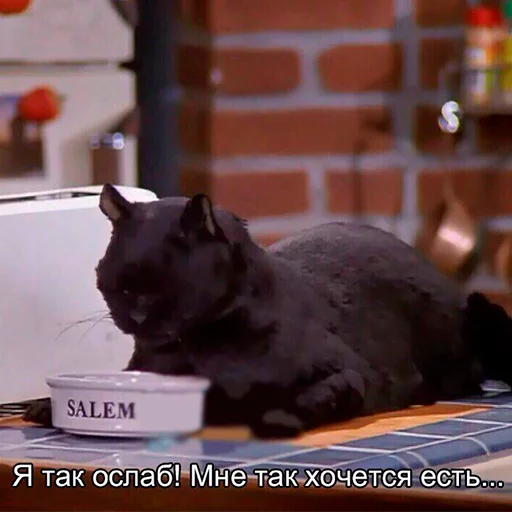 🌭 Стикер «Cat Salem» для Telegram