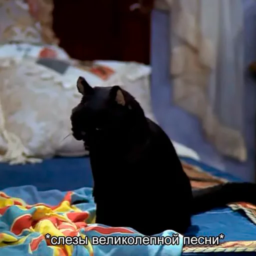 😻 Стикер «Cat Salem» для Telegram
