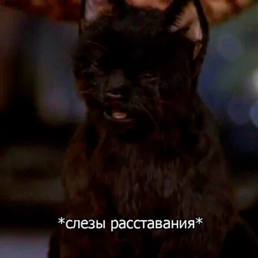 😩 Стикер «Cat Salem» для Telegram