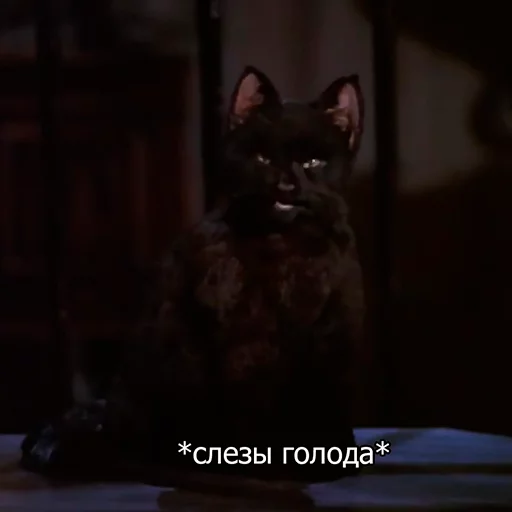 🐿 Стикер «Cat Salem» для Telegram
