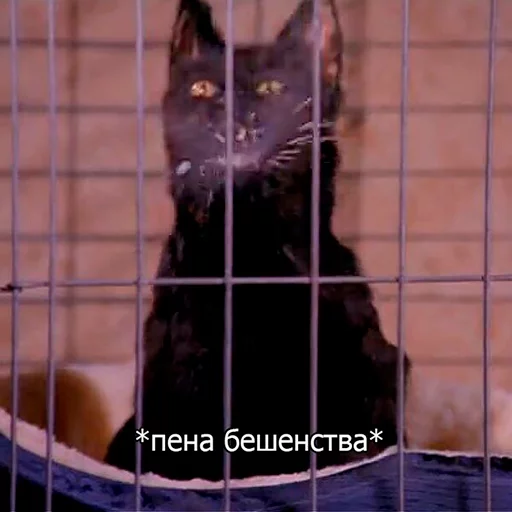 🌬 Стикер «Cat Salem» для Telegram