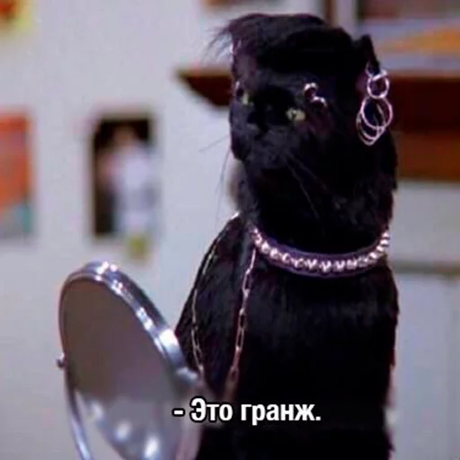 👨‍🎤 Стикер «Cat Salem» для Telegram