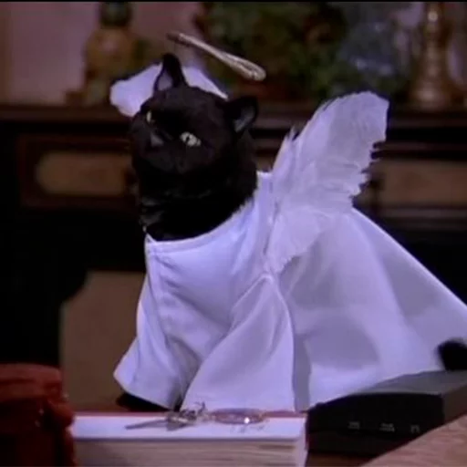 🕊 Стикер «Cat Salem» для Telegram