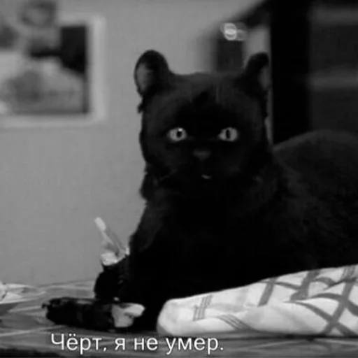 💀 Стикер «Cat Salem» для Telegram