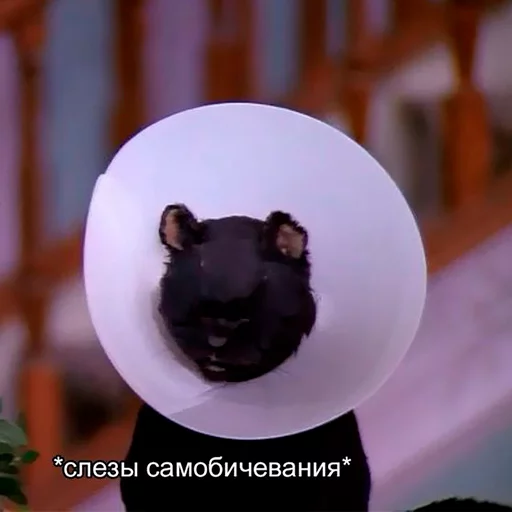 🙁 Стикер «Cat Salem» для Telegram