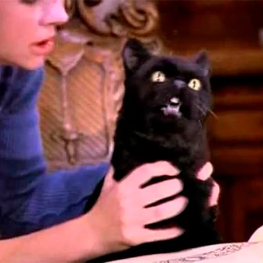 😵 Стикер «Cat Salem» для Telegram