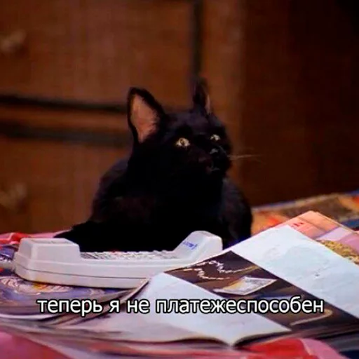 🤷‍♂️ Стикер «Cat Salem» для Telegram