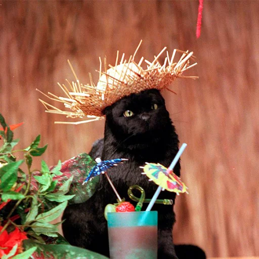 🍹 Стикер «Cat Salem» для Telegram
