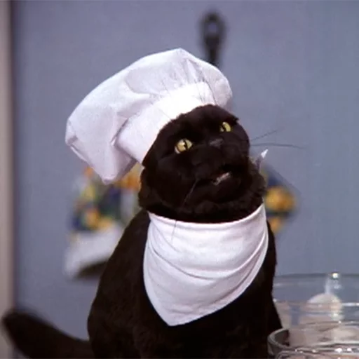 👨‍🍳 Стикер «Cat Salem» для Telegram