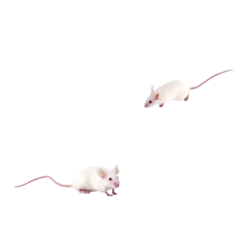🐁 Стикер «паника» для Telegram