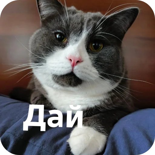 🐱 Стикер «Тефтель» для Telegram